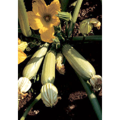 zucchini plant seeds Ortolana di Faenza Zucchini Summer Squash Seeds – NE SEED