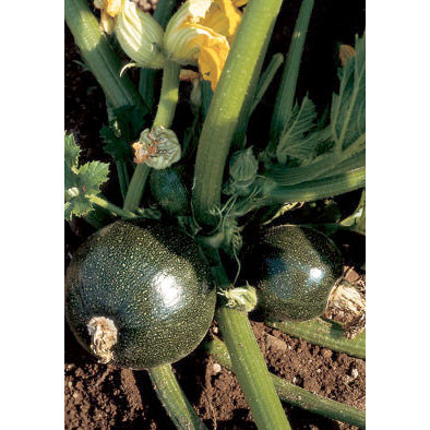 Tondo di Piacenza Zucchini Summer Squash Seeds