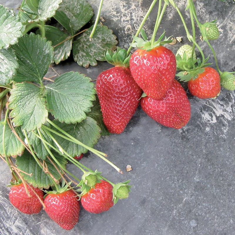 cost of strawberry seeds Formosa Strawberry Seeds