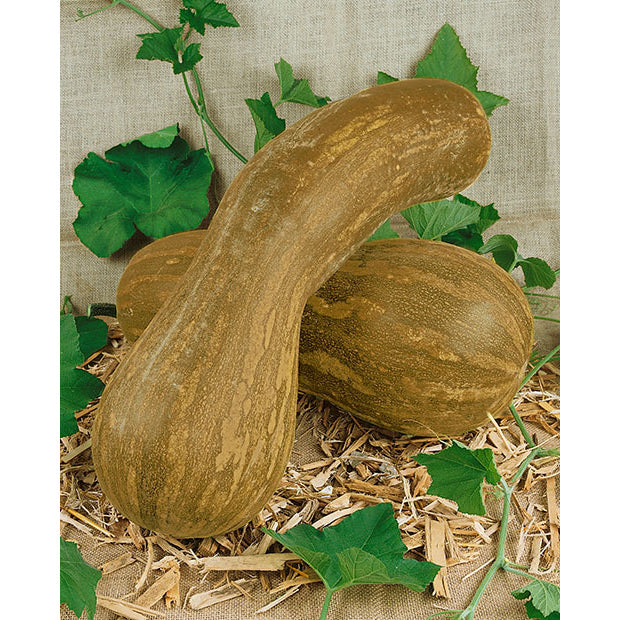 Lunga di Napoli Pumpkin Seeds