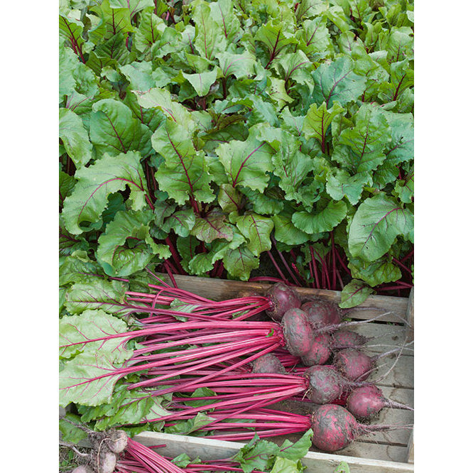 Certified Organic Early Wonder Tall Top Beet Seeds