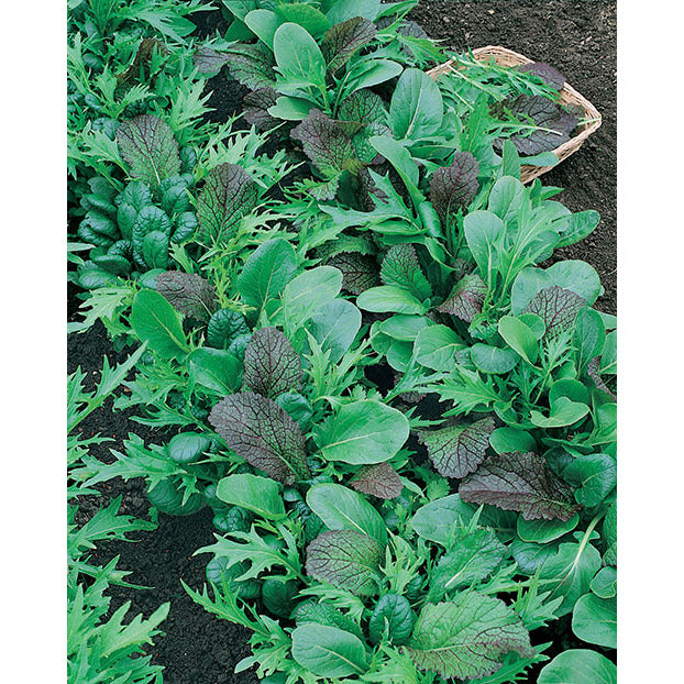 Certified Organic Mesclun Mix Lettuce Seeds