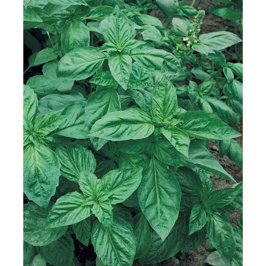 Certified Organic Genovese Basil Seeds
