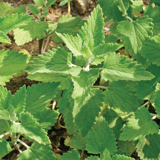 Certified Organic Catnip Seeds