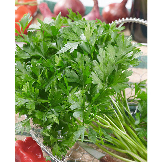 Certified Organic Plain Leaf Parsley Seeds
