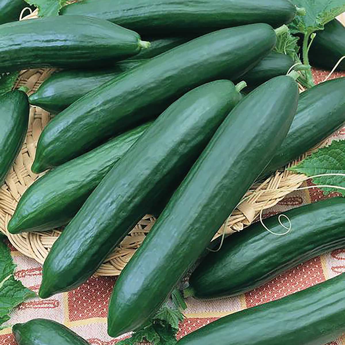 Certified Organic Tendergreen Cucumber Seeds