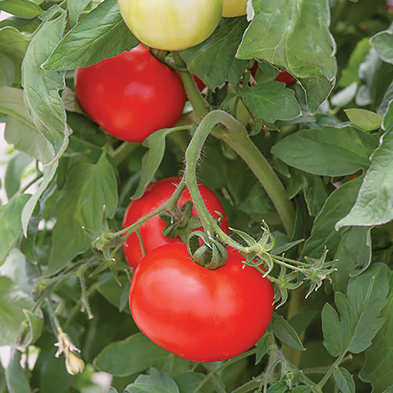 Certified Organic Best Boy Tomato Seeds