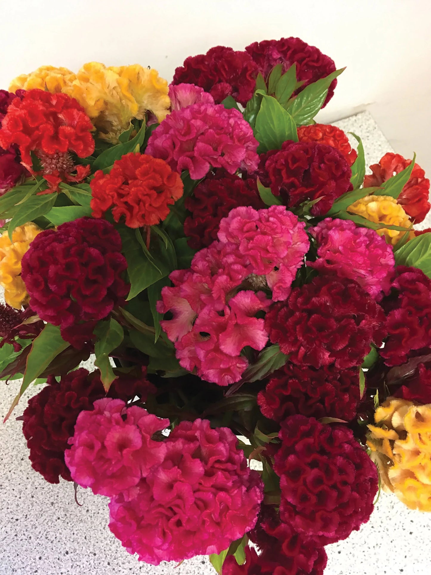Chief Mix Celosia