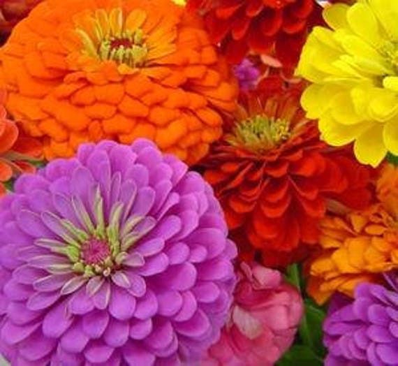 Benary Giant Mix Zinnia Seeds