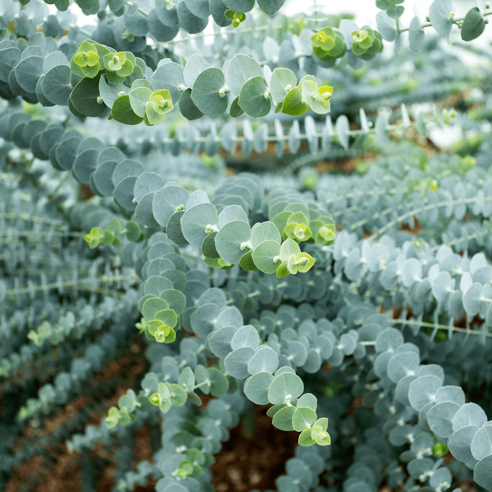 Baby Blue Bouquet Eucalyptus