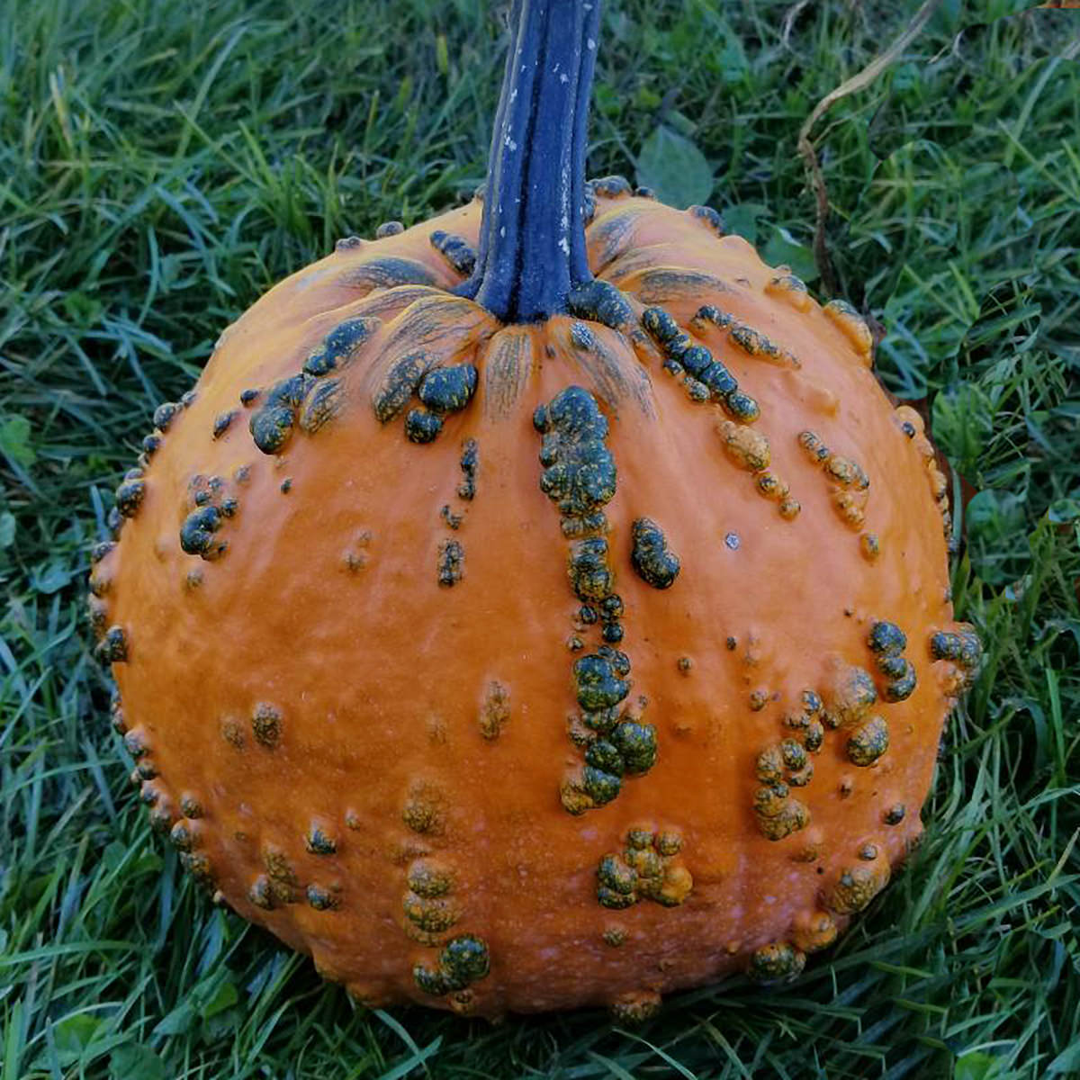 Goose Bumps F1 Hybrid Pumpkin Seeds