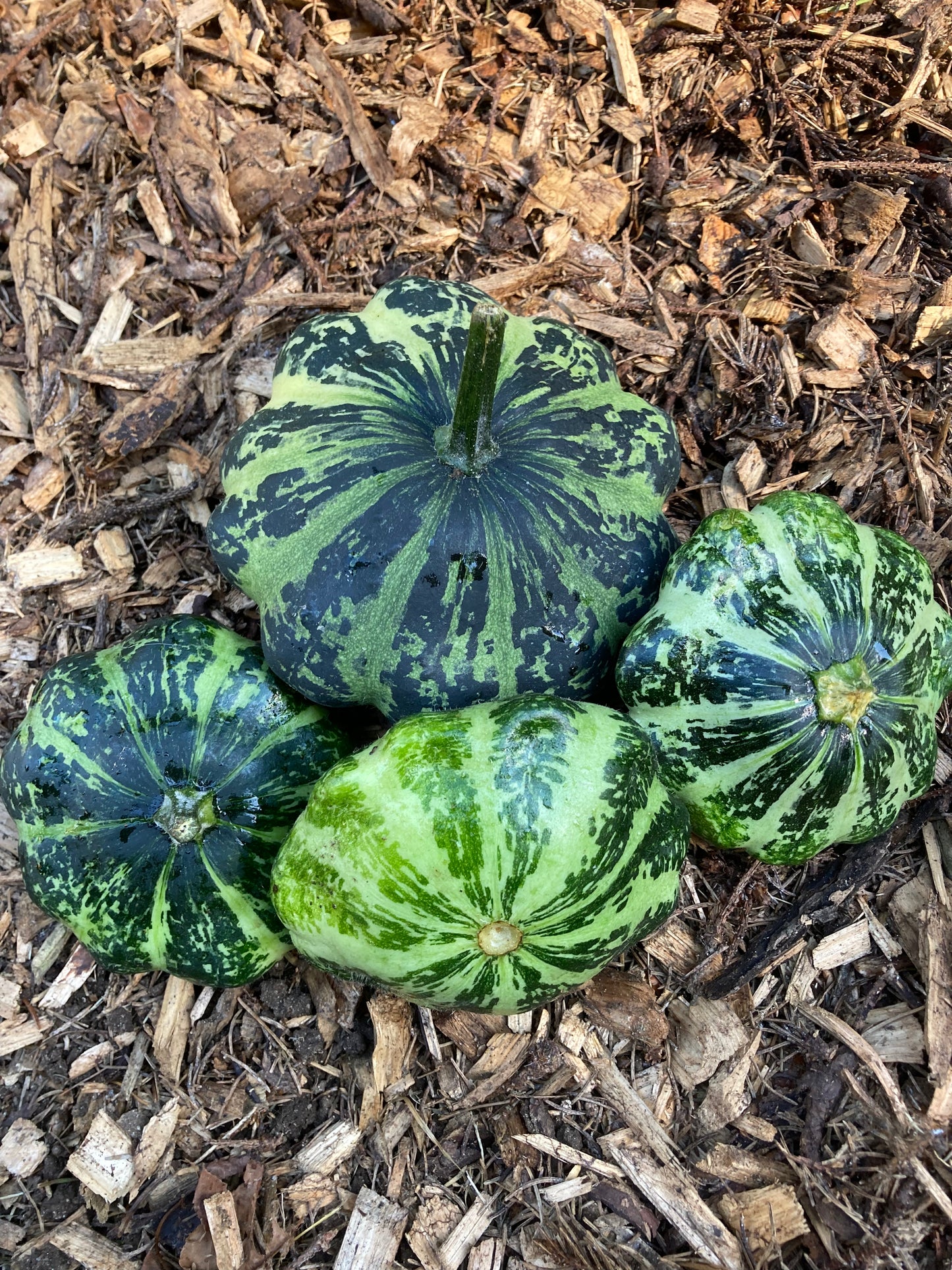 Patty Pan Green Lighting Squash