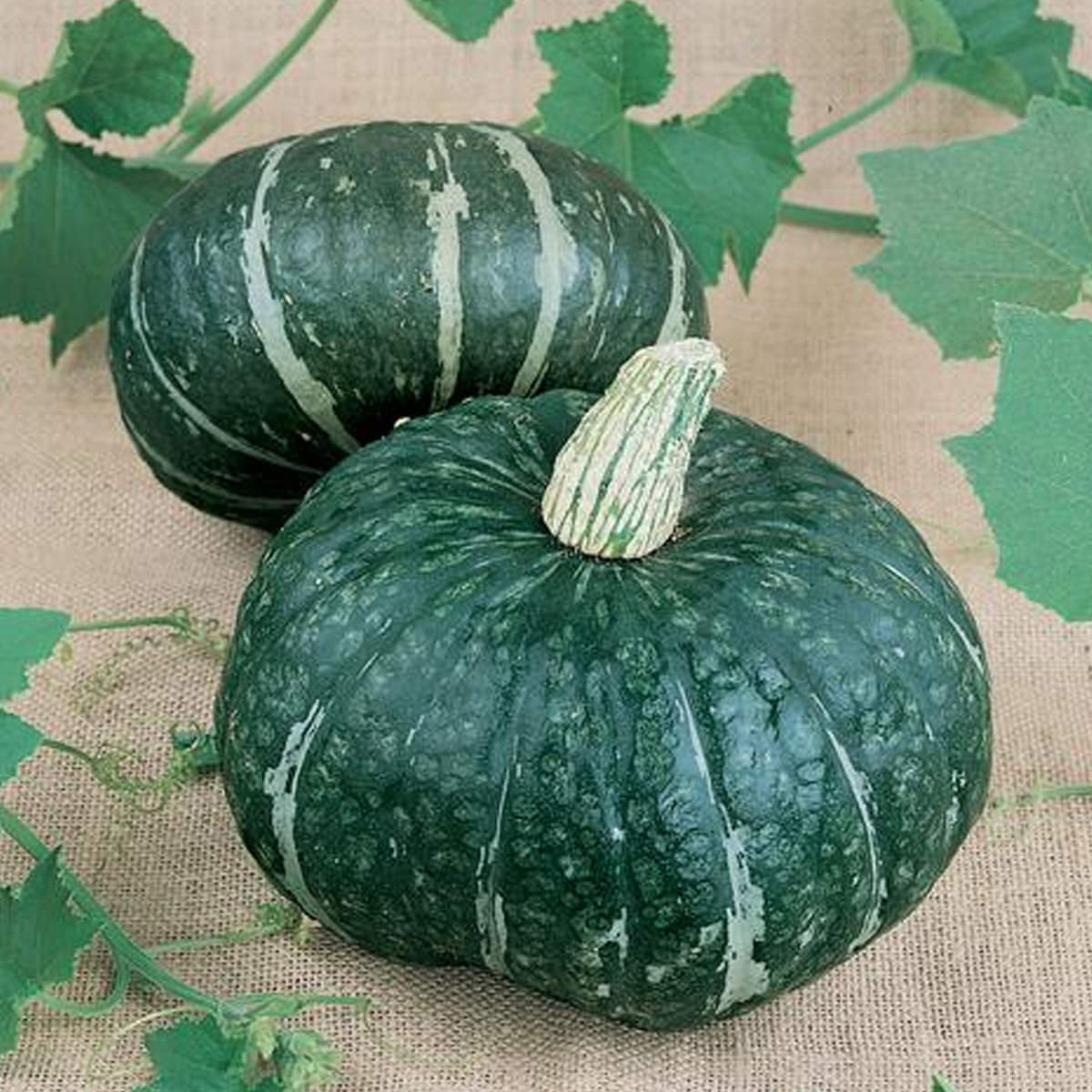 plant kabocha squash seeds Jade F1 Hybrid Kabocha Winter Squash Seeds