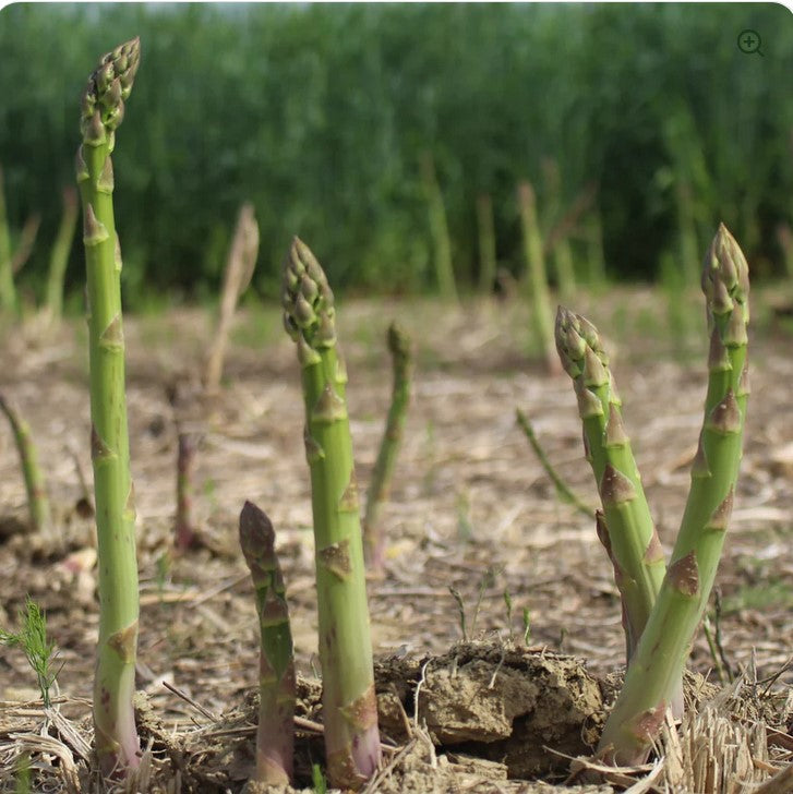 ASPARAGUS ROOTS MILLENNIUM 25 ROOTS /BDLE