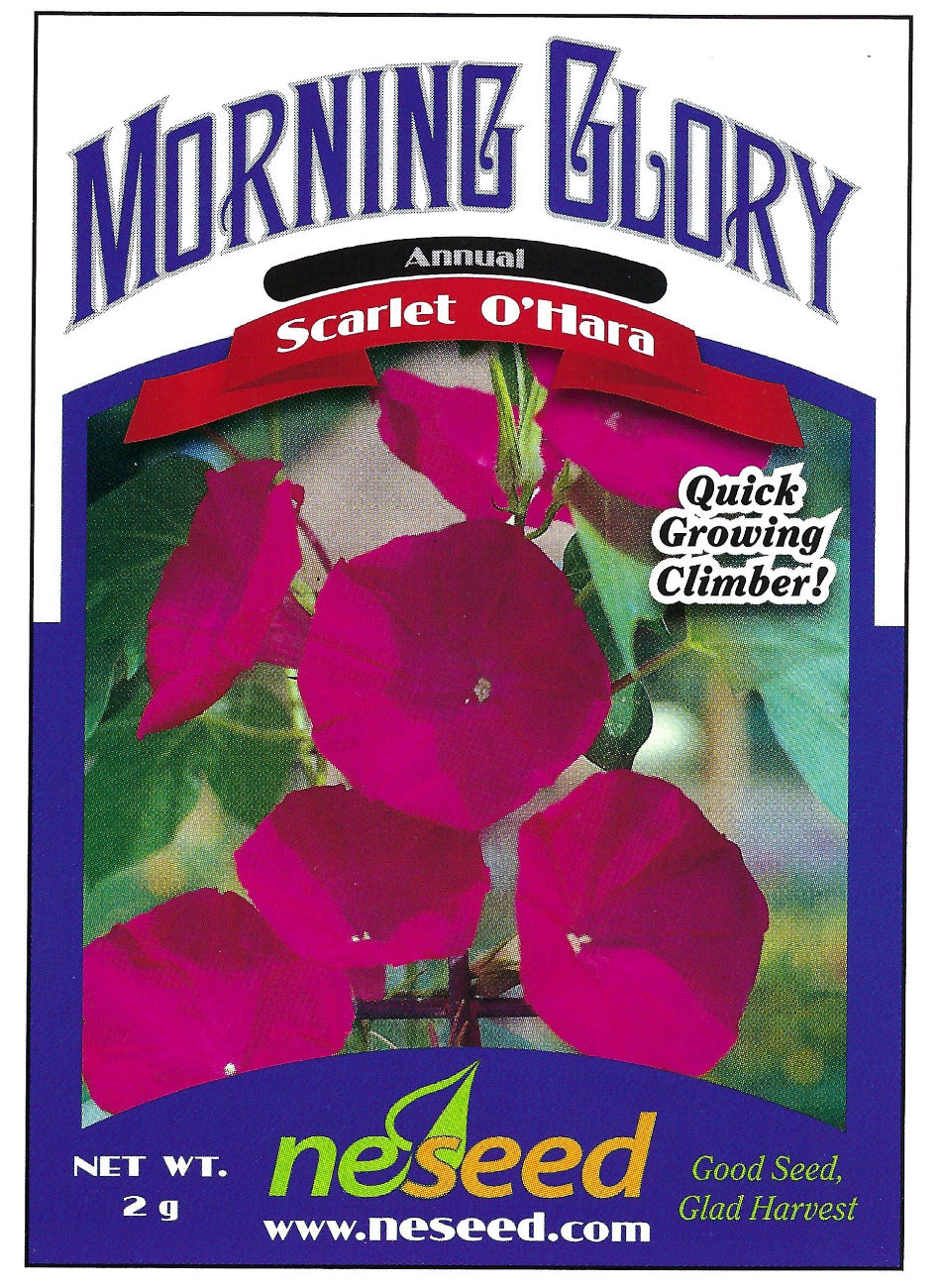morning glory soak seeds Scarlet O’Hara Morning Glory Seeds