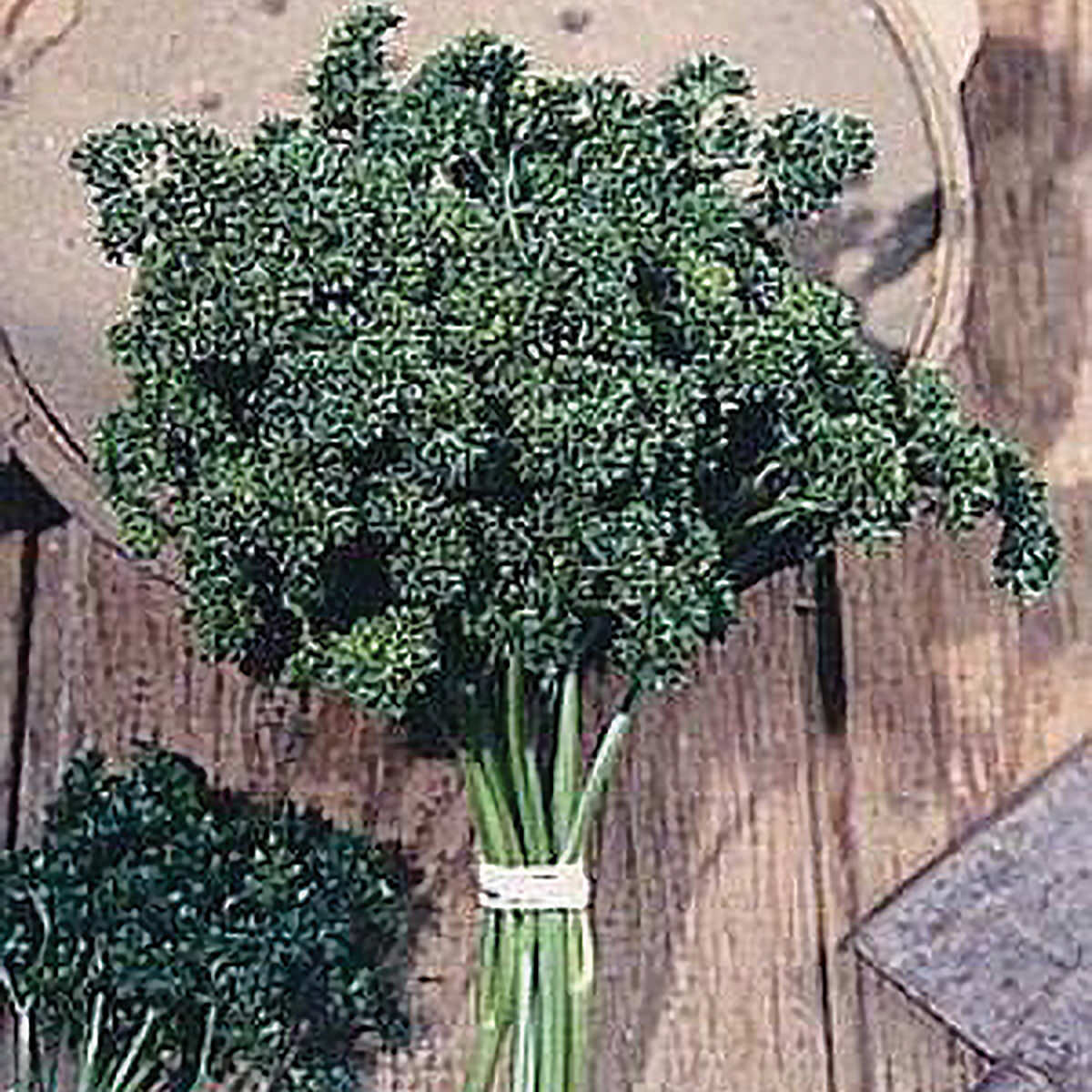 Moss Curled Parsley Seeds