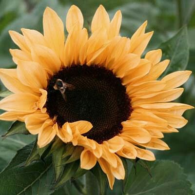 Pro-Cut Pollenless Sunflower Series Peach