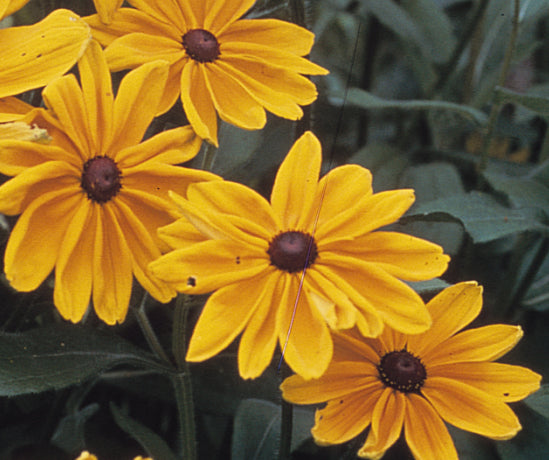 Indian Summer Rudbeckia