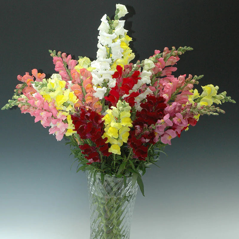Rocket Mix Snapdragon F1 Hybrid