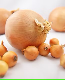 ONION SETS YELLOW STUTTGARTER 100 BULBS