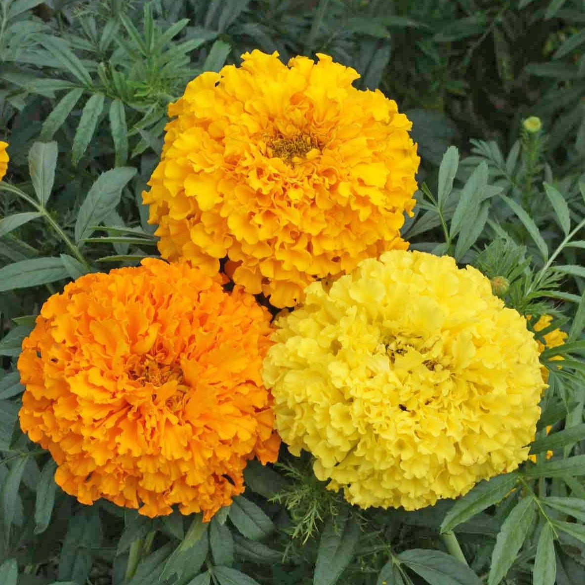 marigold seed varieties Crackerjack Mix Marigold Seeds