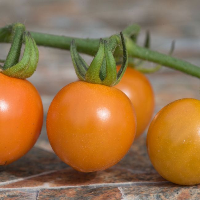 HoneyCrisp F1 Tomato