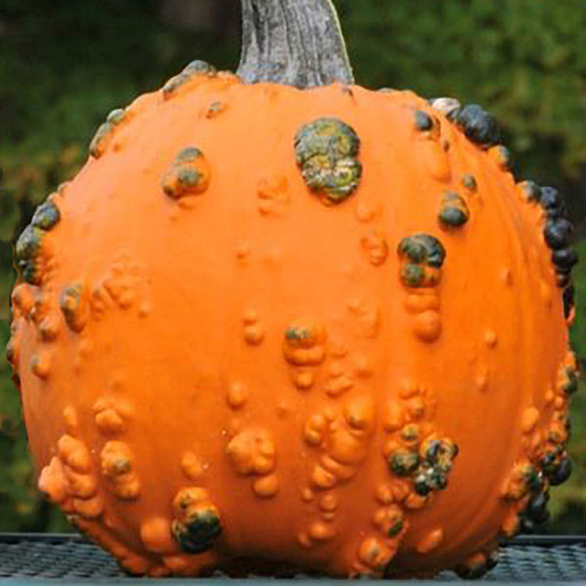 Baby Bumps F1 Hybrid Pumpkin Seeds