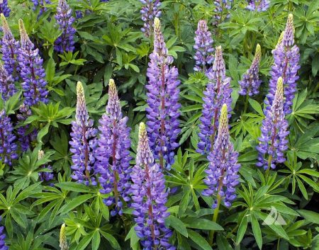 Blue/Wild Lupine Seeds