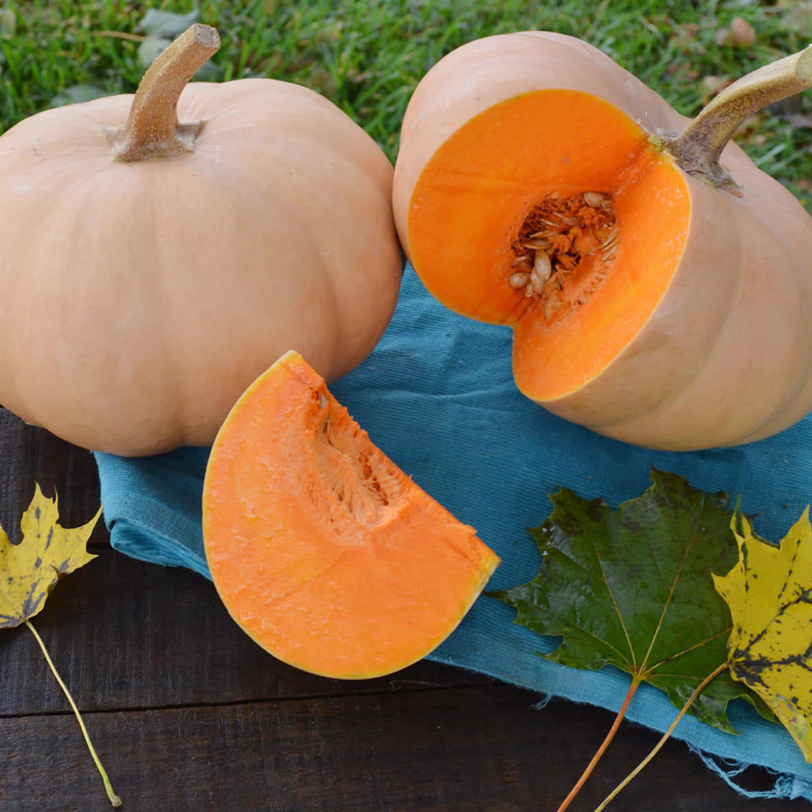 Butterkin F1 Hybrid Butternut Winter Squash Seeds