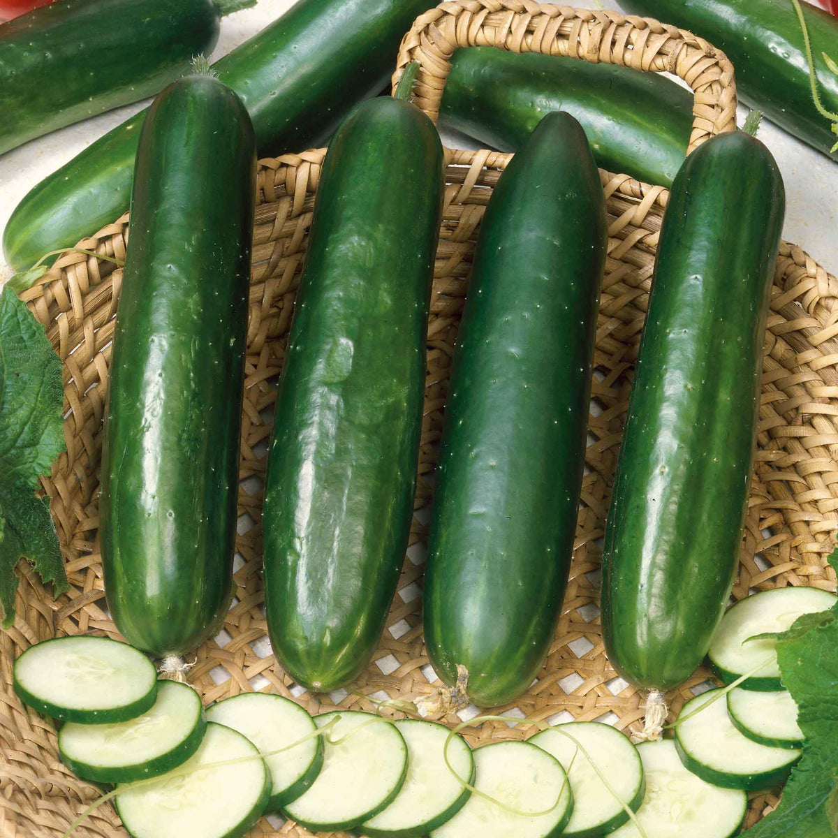 Long Green Improved Cucumber Seeds