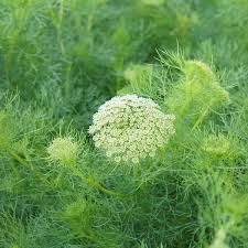 Green Mist - Ammi