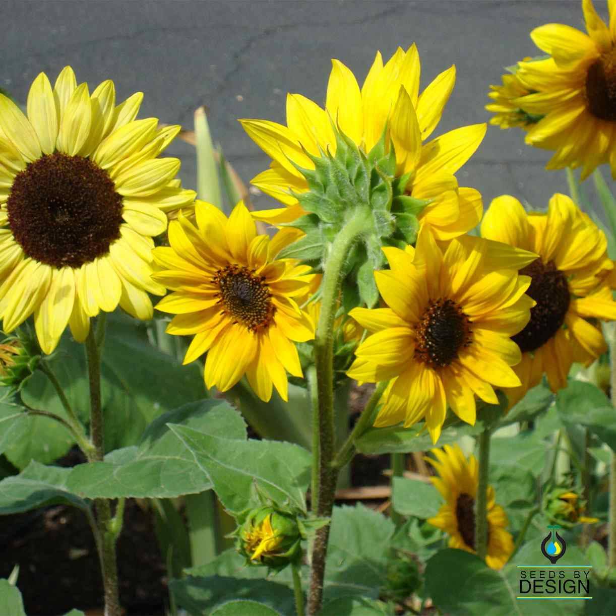 Mardi Gras Dwarf Mix Sunflower Seeds