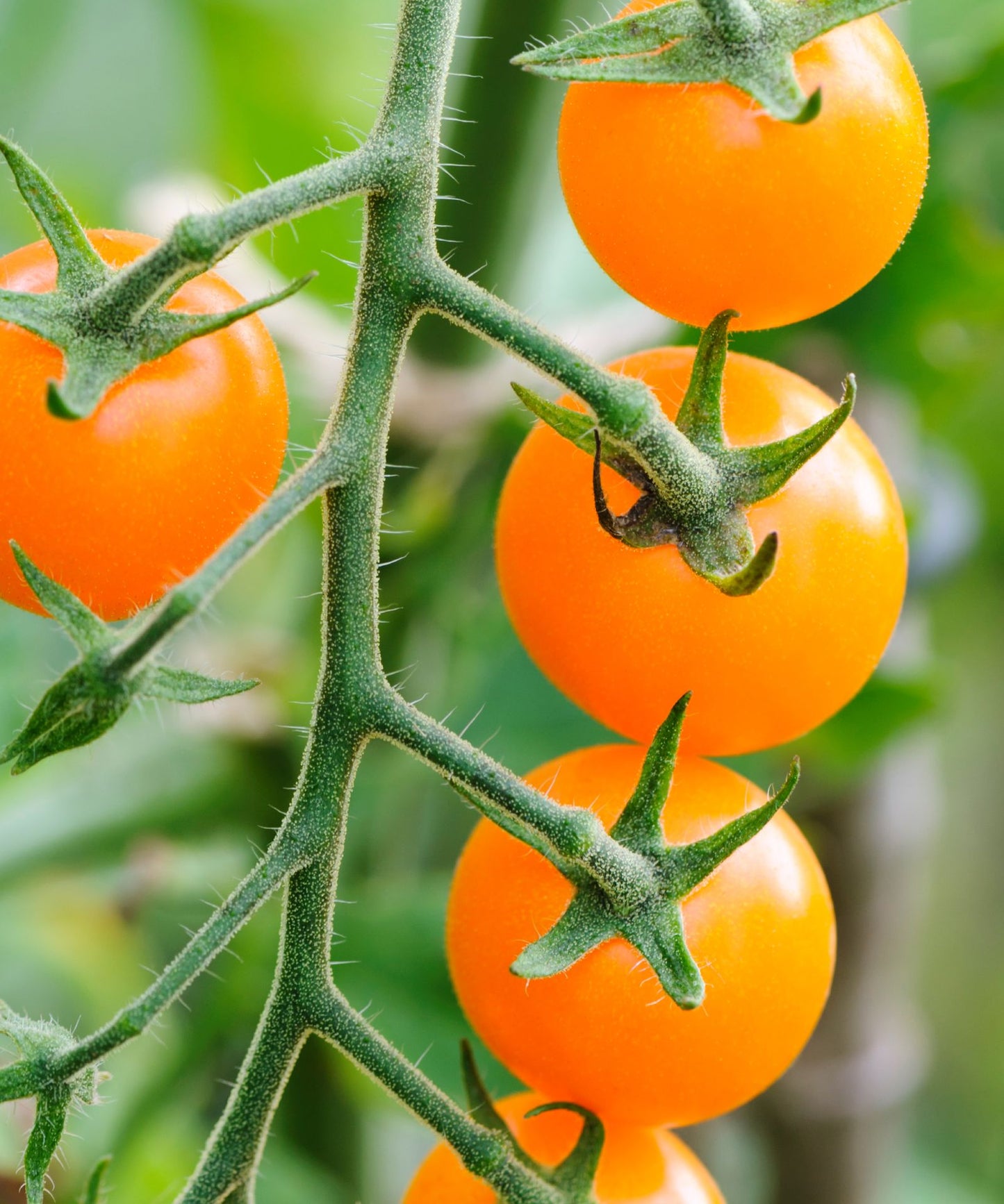 Orange Sparky XSL F1 Tomato