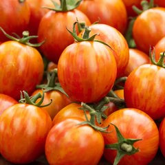 Red Sparky XSL F1 Hyb Tomato