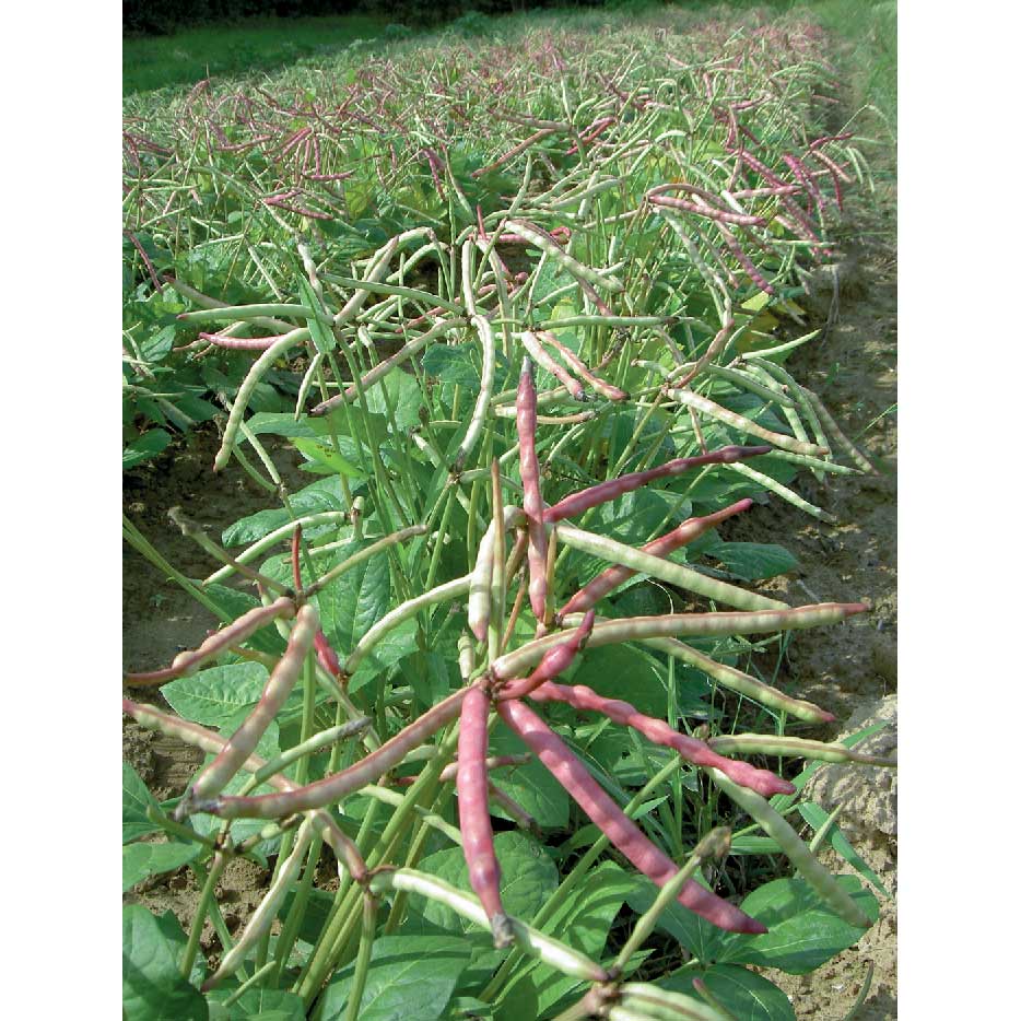 Top Pick Brown Crowder Cowpea Seeds (Southern Bean)