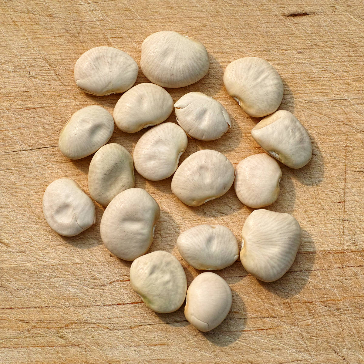 Fordhook 242 Lima Bean Seeds