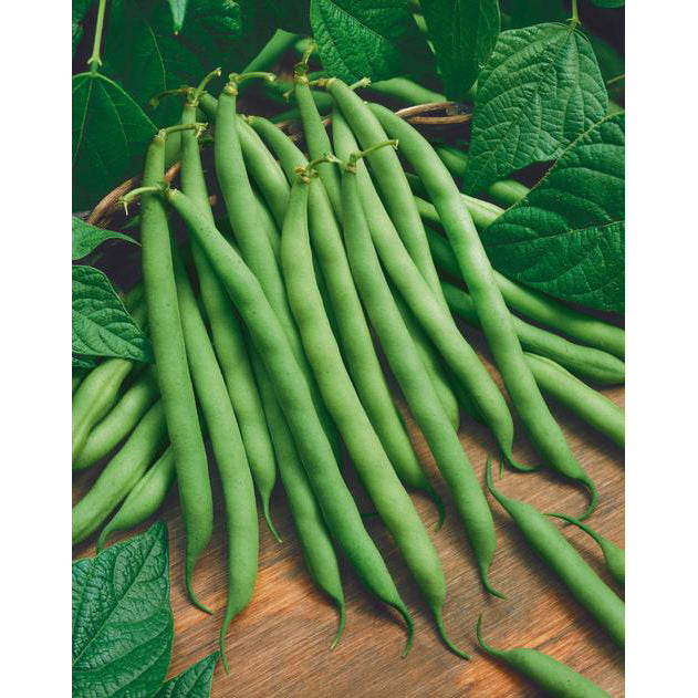 Pole Blue Lake FM-1K Pole (Snap) Bean Seeds
