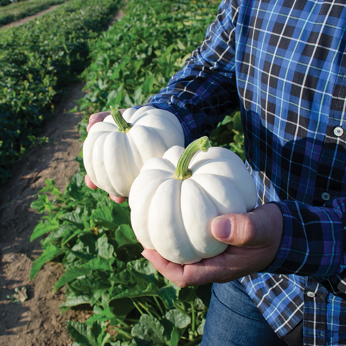 white pumpkin seeds to plant Casperita F1 Hybrid Pumpkin Seeds – NE SEED