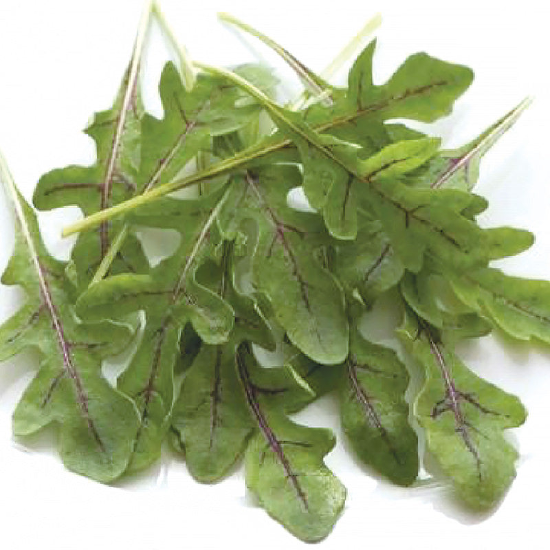 Red Streaked Wild Arugula Seeds
