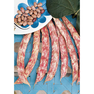 Lingua di Fuoco Italian Shell (Dry) Bean Seeds