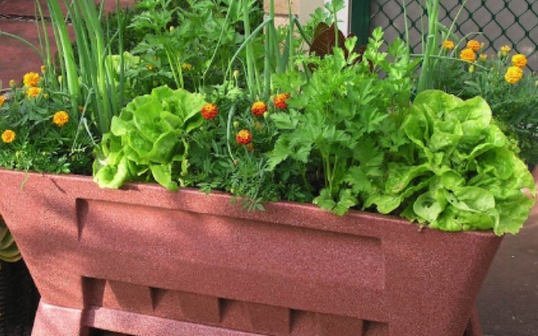Container Mass Planting Varieties for Container Planting – NE SEED