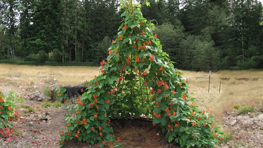 Pole Bean Tipi