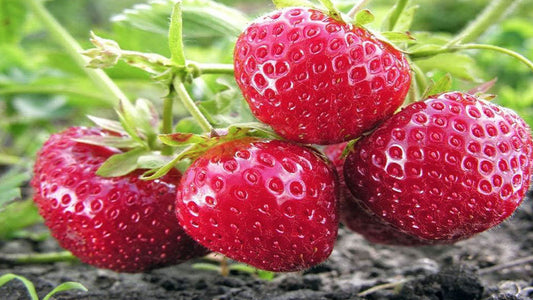 Strawberries From Seed? Yes You Can!