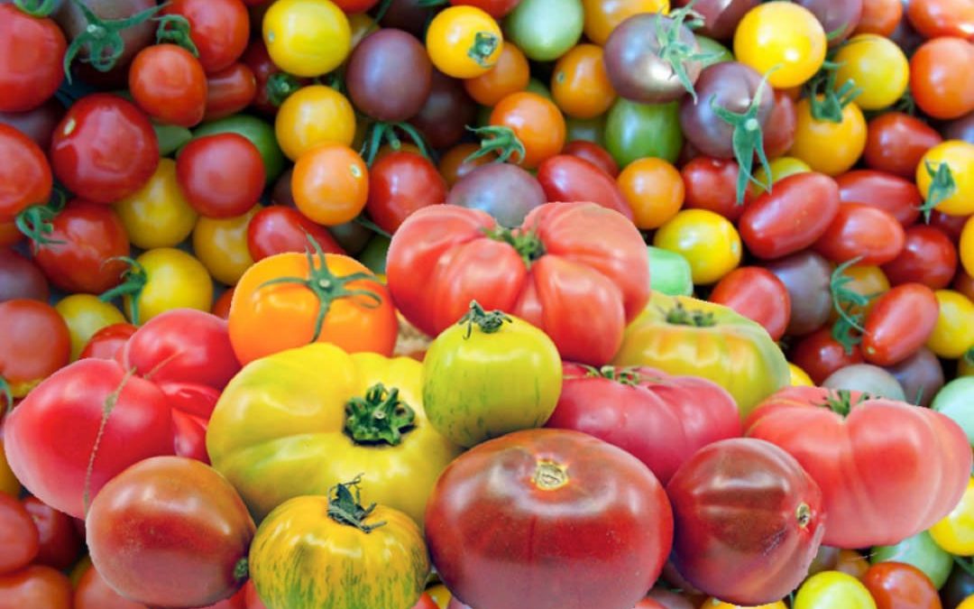 Tomatoes from Seed to Sauce – Part 2 – How to Choose a Tomato Variety
