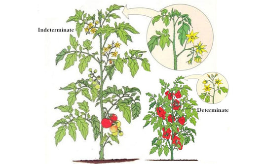 Tomatoes From Seed to Sauce – Part 3 – Tomato Characteristics – What Does That Word Mean?