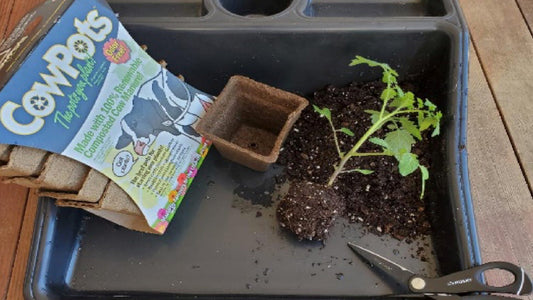 Tomatoes From Seed to Sauce – Part 6 – Thinning and Transplanting