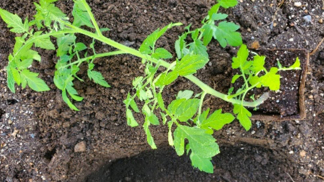 Tomatoes – Seed to Sauce Part 7 – Hardening Off & Planting – It’s a Process