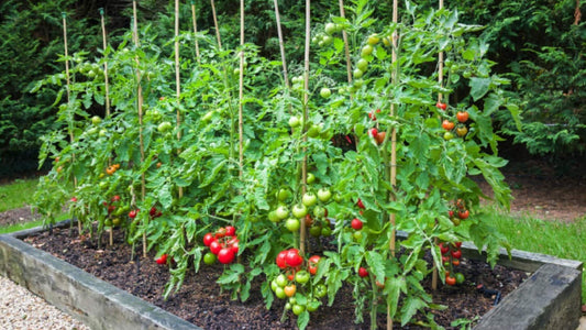 Tomatoes – From Seed to Sauce Part 8 – Supports – Hold Me Up