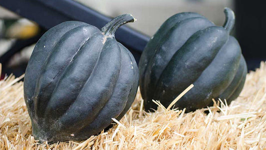 Storing Winter Squash After Harvest