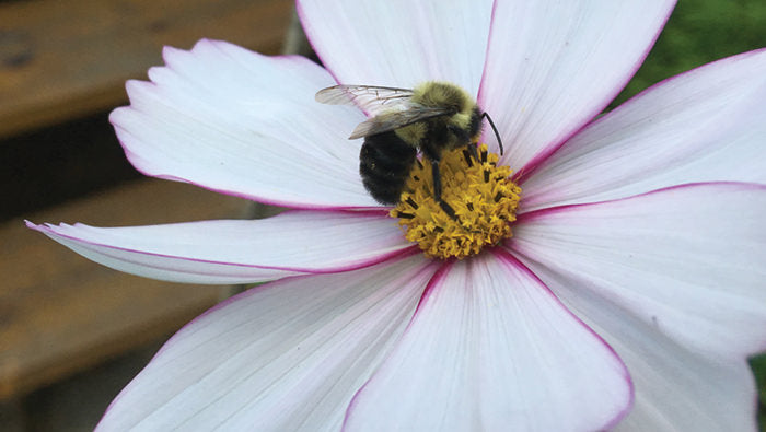 The Five P’s of Successfully Planting Wildflowers